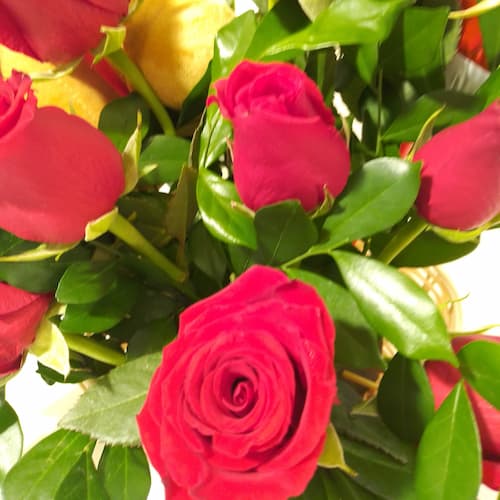 informacion detallada Dia de la Mujer | Rosas de Regalo 8 de Marzo